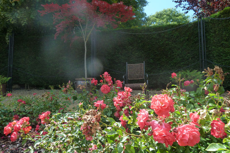 różowy-ogród