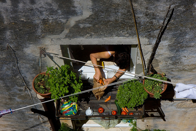 warzywnik na balkonie