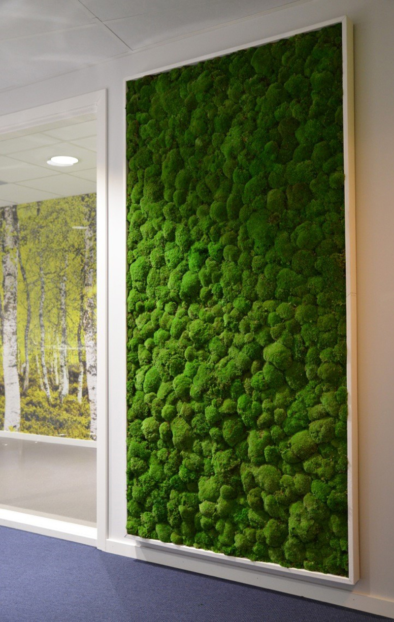 zielona ściana z mchami