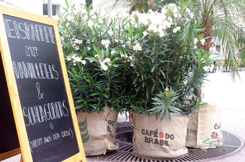 rośliny-do-kawiarni