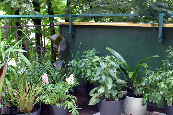 zioła na balkonie obok roślin ozdobnych