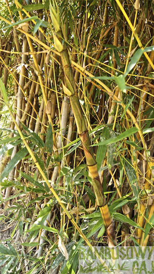 bambusy w Krakowie 2