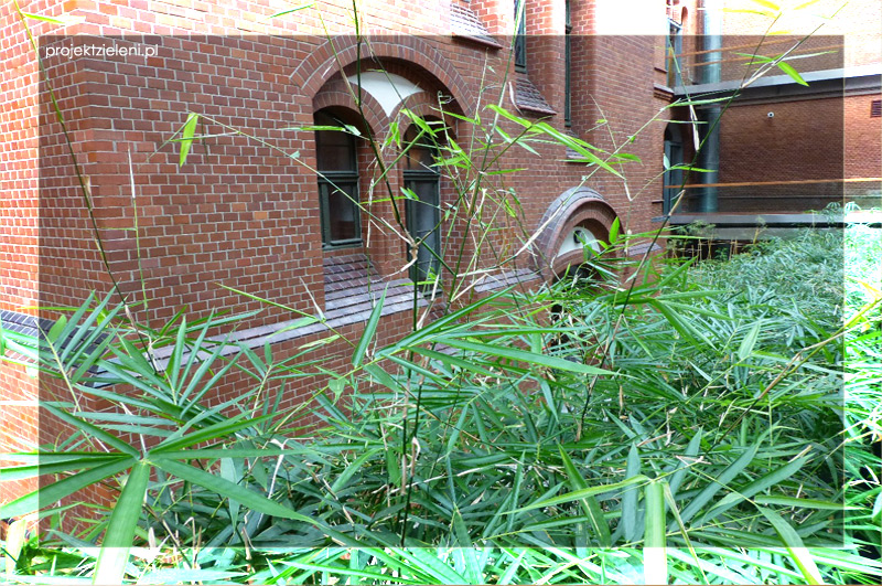 Bambusy we wnętrzach